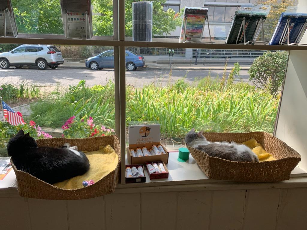 Cats at an art supply store, greeting customers